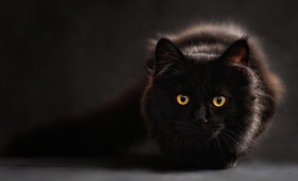 قط يقتل 2 ويصيب 4 أشخاص