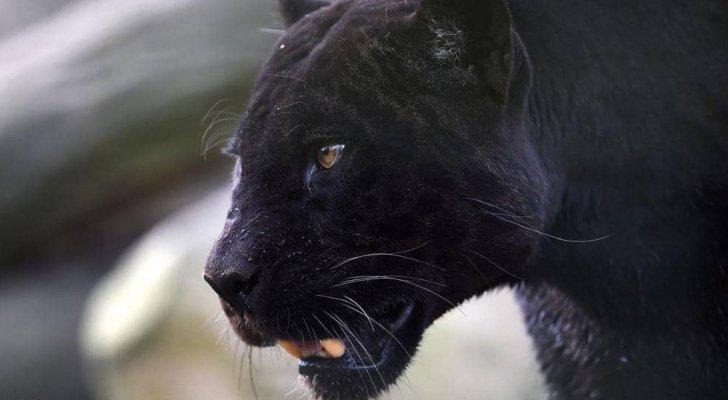 اصطياد نمر أسود ’لص‘ يتجول على