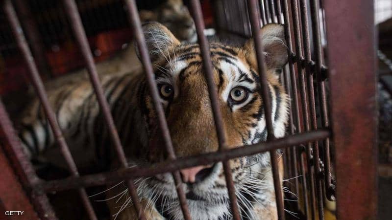 نمر يقتل شخصا و10 حيوانات في