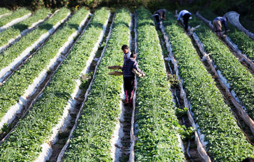 الزراعة البعلية في الأردن تتراجع 50%