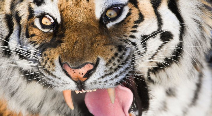 نمر يرتكب مجزرة بحق مزارع وحيواناته