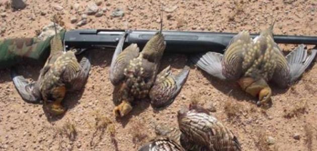 فتح موسم صيد «الشنار» في الاردن