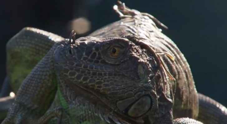 شاهد بالفيديو .. سحلية تقتحم مباراة