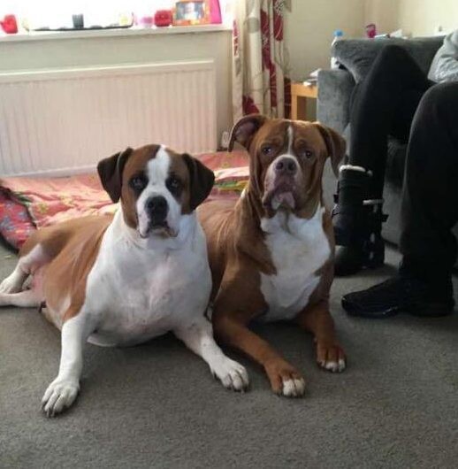 كلبان ينهشان جسد صاحبتهما حتى الموت