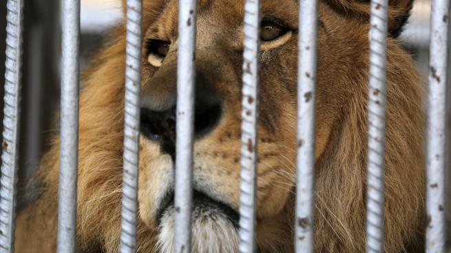 القبض على سعودي أخذ أسده في