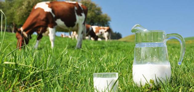 ارتفاع أسعار حليب الأبقار بنسبة 8.5%