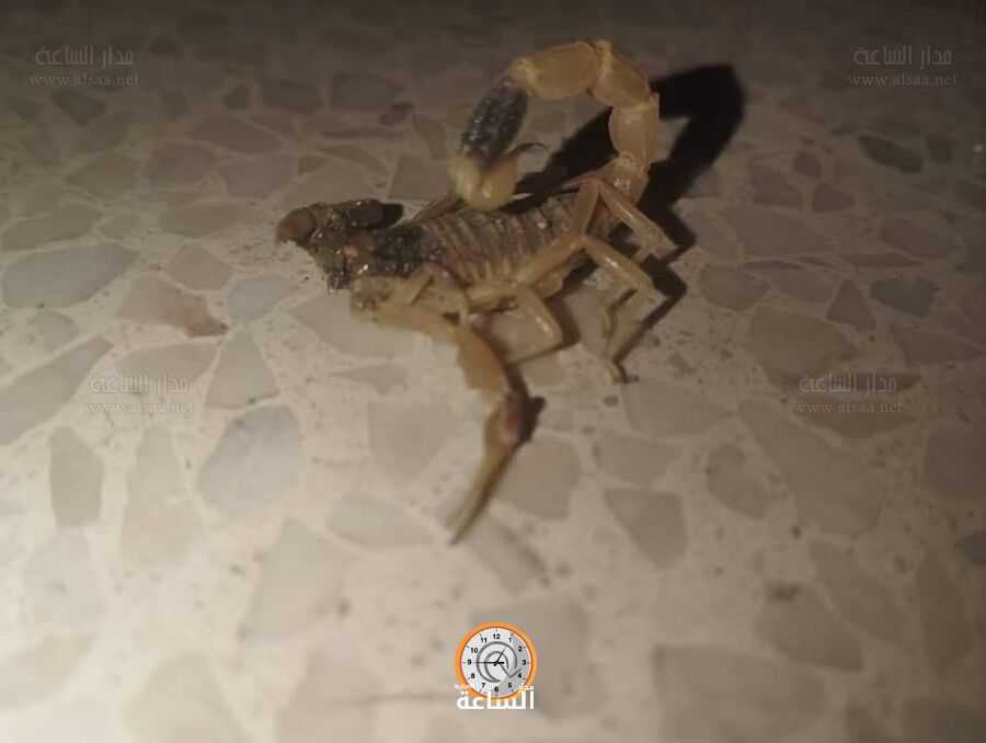 عقرب اللوريس يلدغ طفلة في الزرقاء