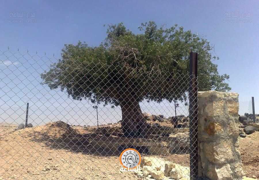 شجرة الطيار في الطفيلة.. هنا استظل