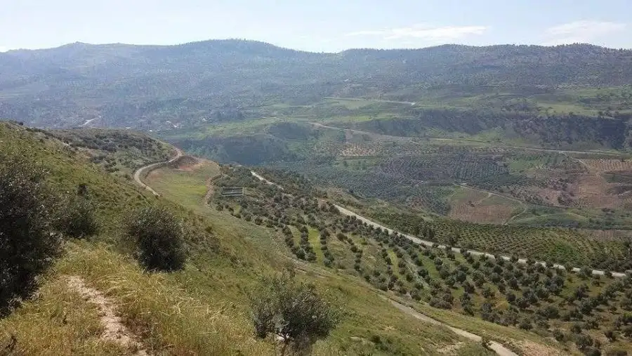 مدار الساعة,أخبار الأردن,اخبار الاردن,محمد المومني