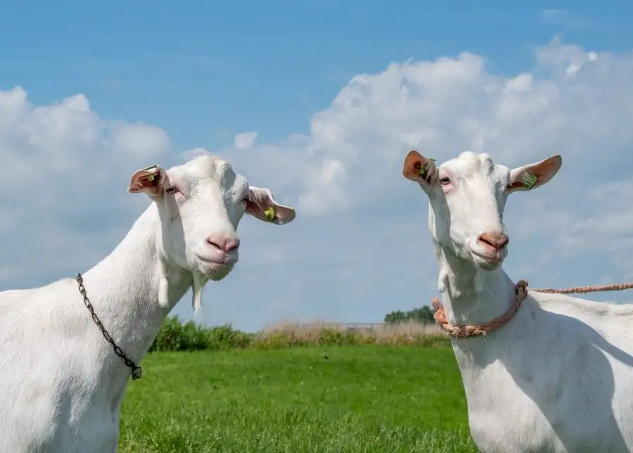 مدار الساعة,Video,فيديو,أخبار خفيفة ومنوعة