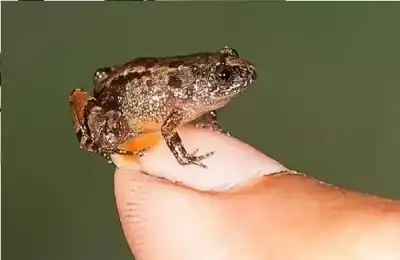 باحثون من اليابان يكتشفون علاجا واعدا