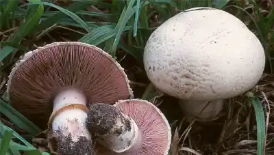 حالات تسمم في الكورة.. والصحة تحذر