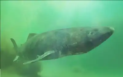 خداع رقمي.. هل يبلغ قرش جرينلاند