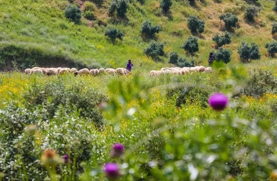 مدار الساعة,الطقس في الأردن اليوم,درجات الحرارة,البحر الميت