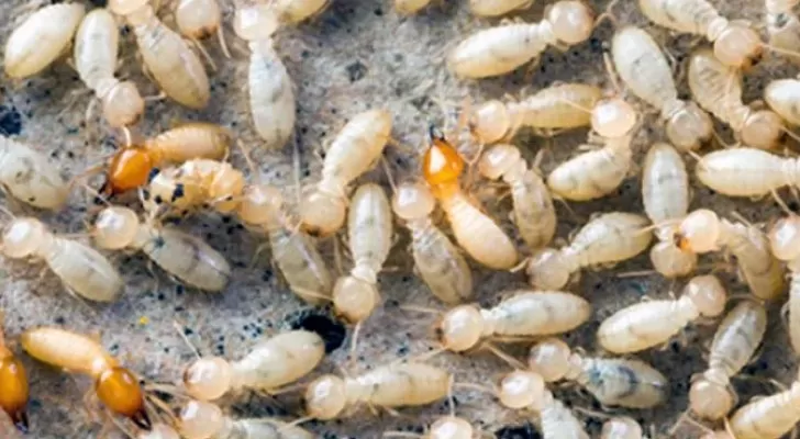 حملة لمكافحة انتشار النمل الابيض في