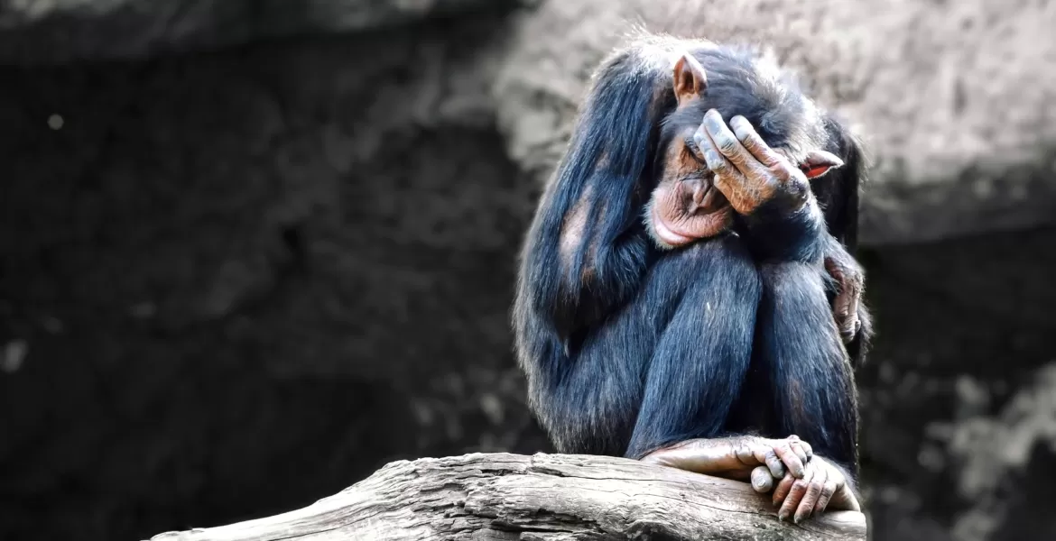 هل تحزن الحيوانات مثل الإنسان حقا؟