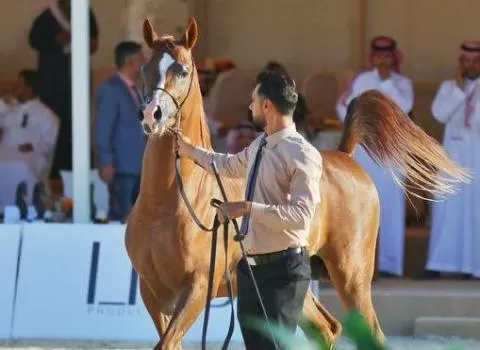 مدار الساعة,أخبار رياضية