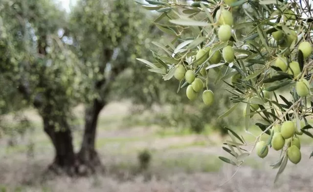 مدار الساعة,أخبار الأردن,اخبار الاردن,وكالة الأنباء الأردنية,درجات الحرارة