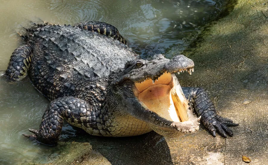 مدار الساعة,أخبار خفيفة ومنوعة,#تمساح_يقتل_رجل #صيد_التماسيح_في_أستراليا #الأمان_في_البرية_الأسترالية