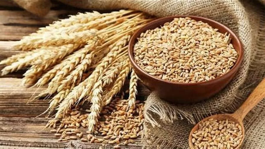 زراعة القمح والشعير,شراء الحبوب,دعم المزارعين