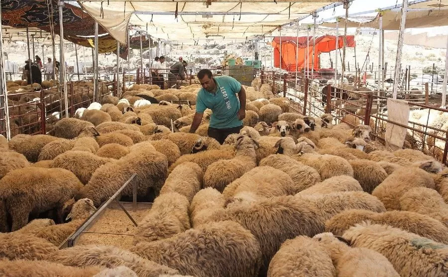 مدار الساعة,أخبار اقتصادية,وزارة الصناعة والتجارة,وكالة الأنباء الأردنية,وزارة الصناعة,عيد الأضحى,هذا الوضع يحتاجون إلى تفكير إبداعي وتسويق مبتكر لجذب المزيد من الزبائن وتحقيق أرباح أكبر في هذا الموسم الحيوي.,,#الأضاحي_العيدية #تجارة_إربد #تحديات_التجارة_في_العيد