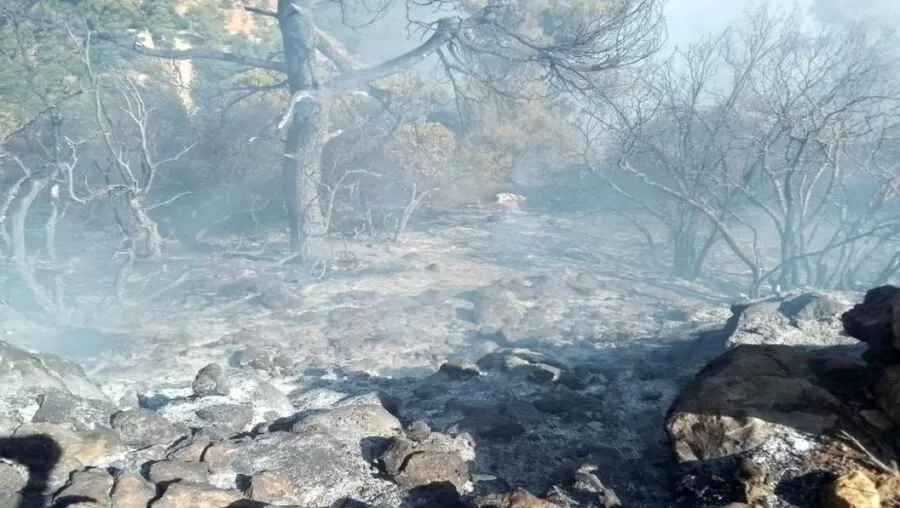 الحرائق الغابية
السيطرة على الحرائق
التعامل مع الحرائق