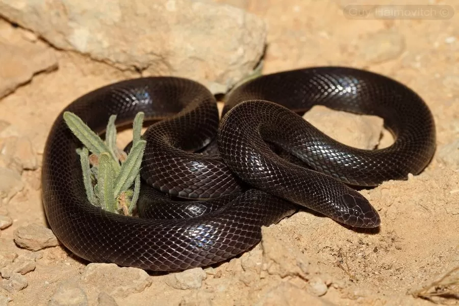 مدار الساعة,أخبار الأردن,اخبار الاردن