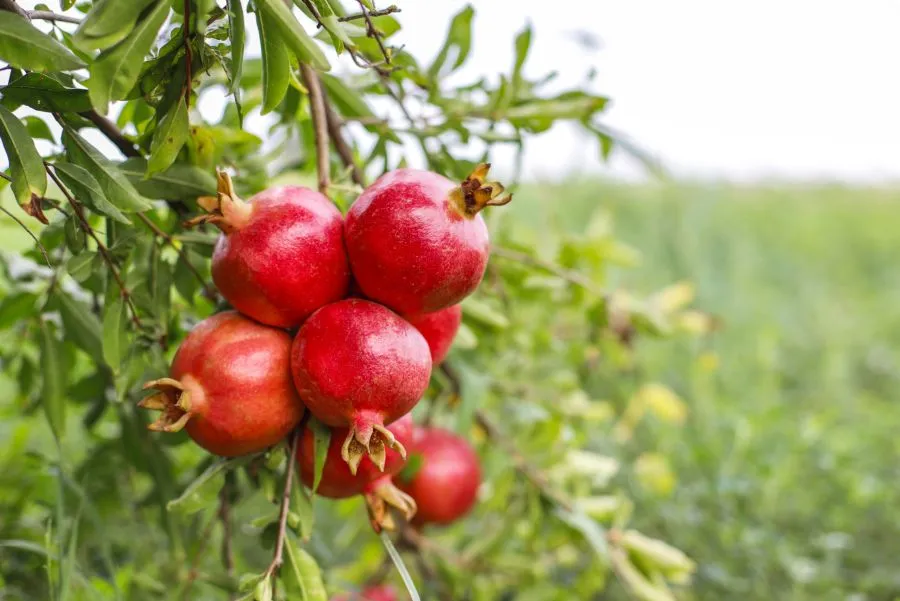 مدار الساعة,أخبار الأردن,اخبار الاردن