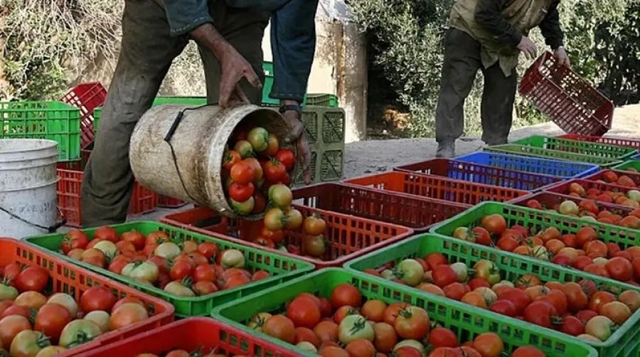 مدار الساعة,أخبار اقتصادية,وزارة الزراعة