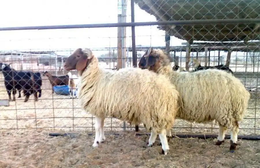 مدار الساعة,أخبار اقتصادية