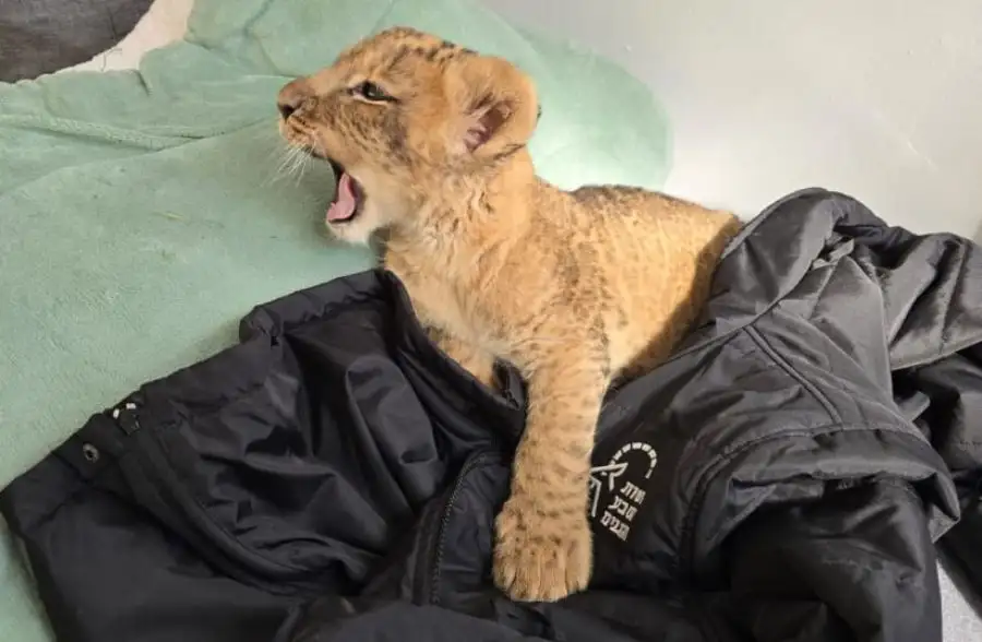 مدار الساعة,أخبار عربية ودولية