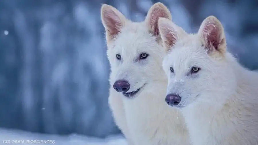 مدار الساعة,Video,فيديو,أخبار خفيفة ومنوعة