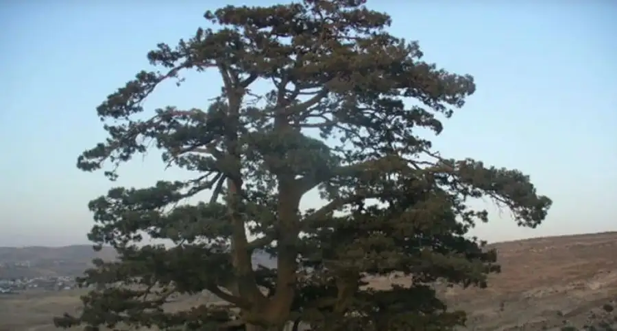 مدار الساعة,أخبار السياحة في الأردن,وزارة الزراعة,الجمعية العلمية الملكية