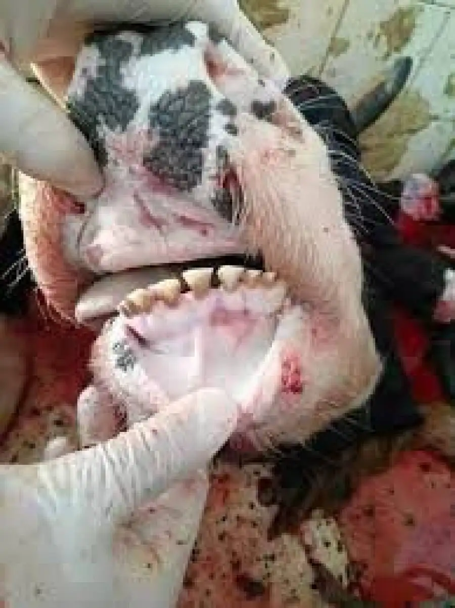 مدار الساعة,أخبار عربية ودولية,وزير الزراعة,وزارة الزراعة