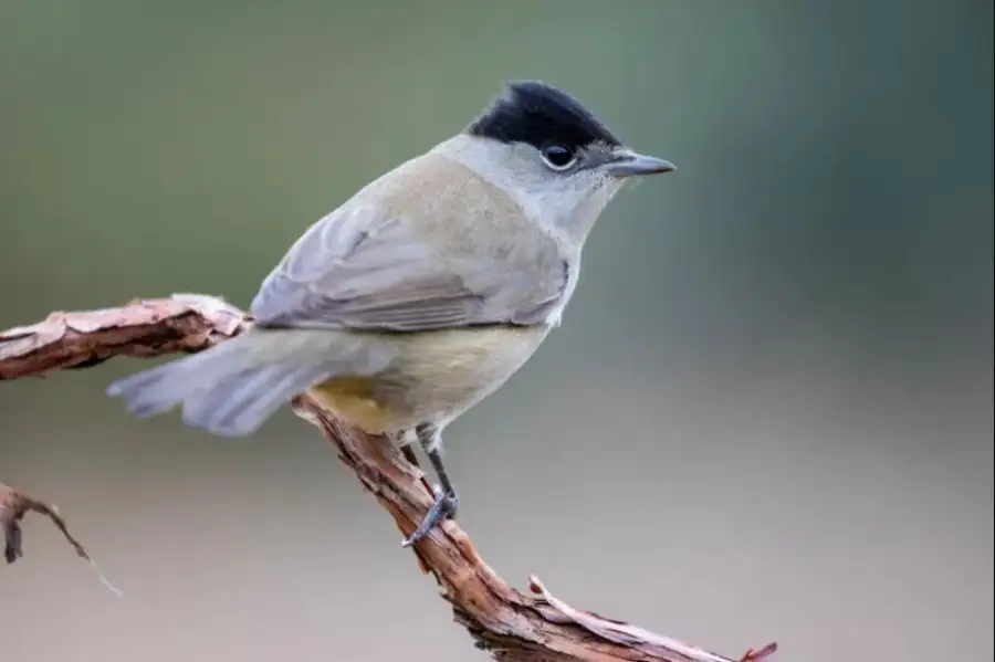مدار الساعة,أخبار خفيفة ومنوعة