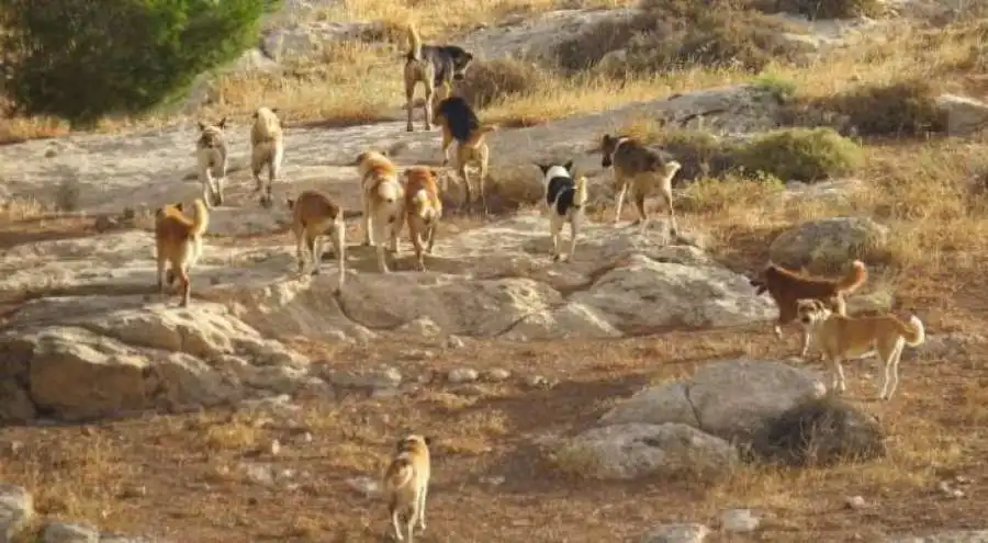 مدار الساعة,أخبار الأردن,اخبار الاردن,وزارة الإدارة المحلية,وزارة الزراعة,أمانة عمان