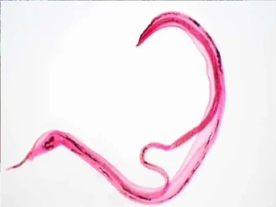 مدار الساعة,أخبار الصحة والأسرة