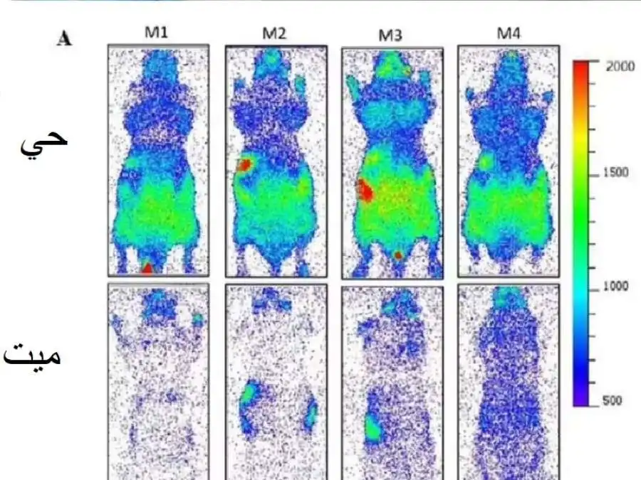مدار الساعة,أخبار الصحة والأسرة