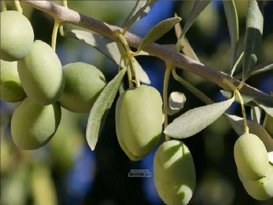 مدار الساعة,شؤون دينية