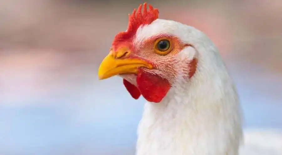 مدار الساعة,أخبار الأردن,اخبار الاردن,وزارة الزراعة