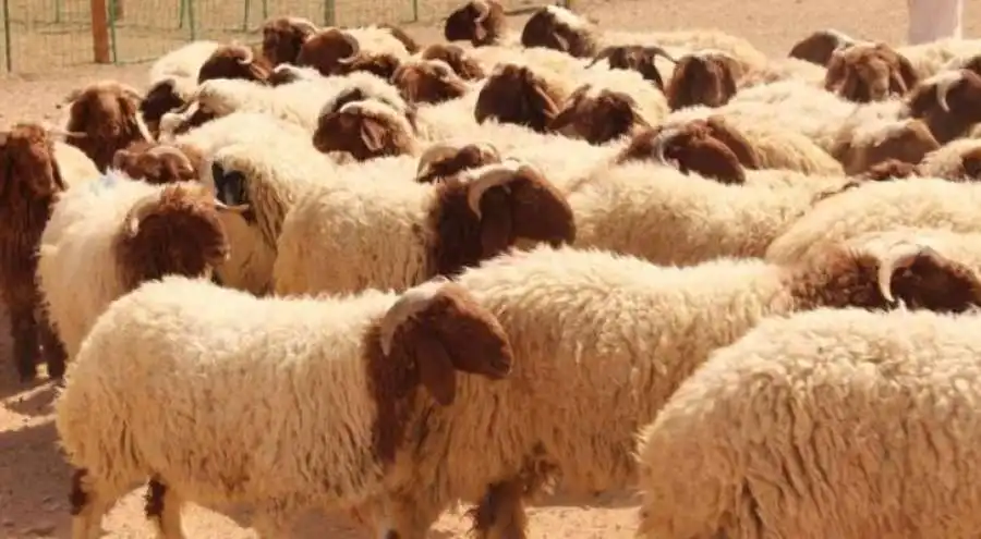 مدار الساعة,أخبار الأردن,اخبار الاردن,الأمير حسين,أمانة عمان