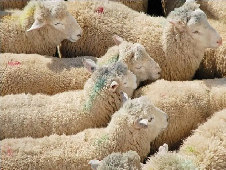 مدار الساعة,شؤون دينية,عيد الأضحى