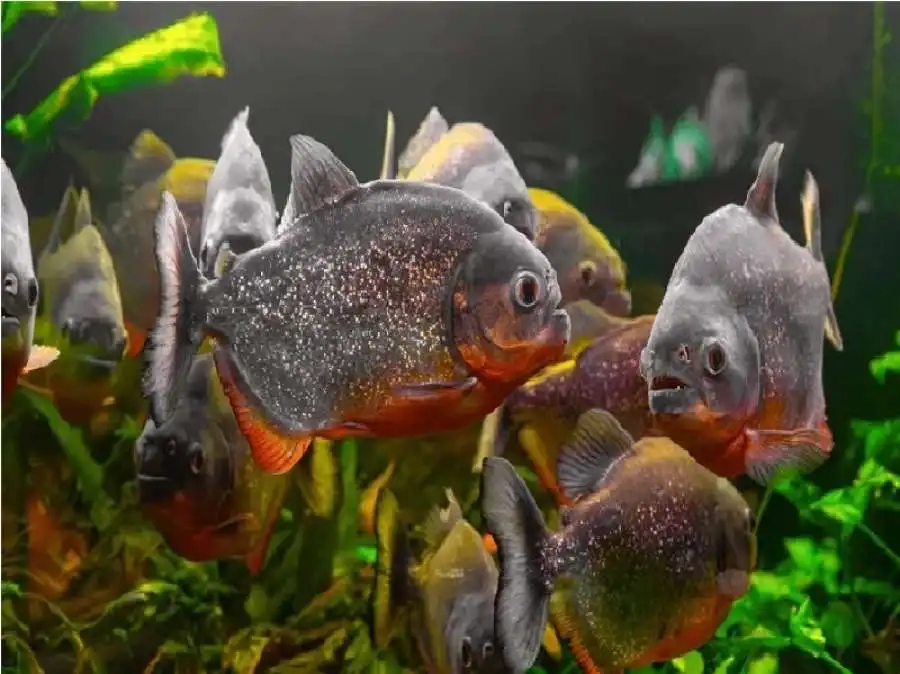 مدار الساعة,أخبار الصحة والأسرة