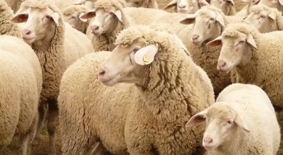 مدار الساعة,أخبار الأردن,اخبار الاردن,أمانة عمان,أمانة عمان الكبرى,عيد الأضحى