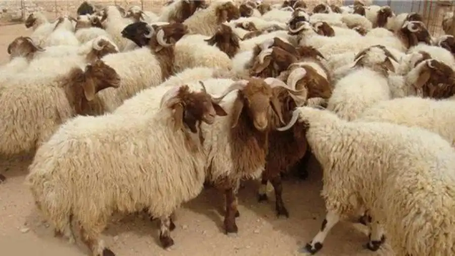 مدار الساعة,أخبار الأردن,اخبار الاردن,عيد الأضحى