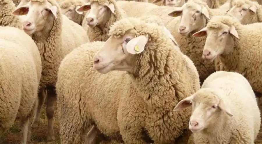 مدار الساعة,أخبار الأردن,اخبار الاردن,وزارة الزراعة