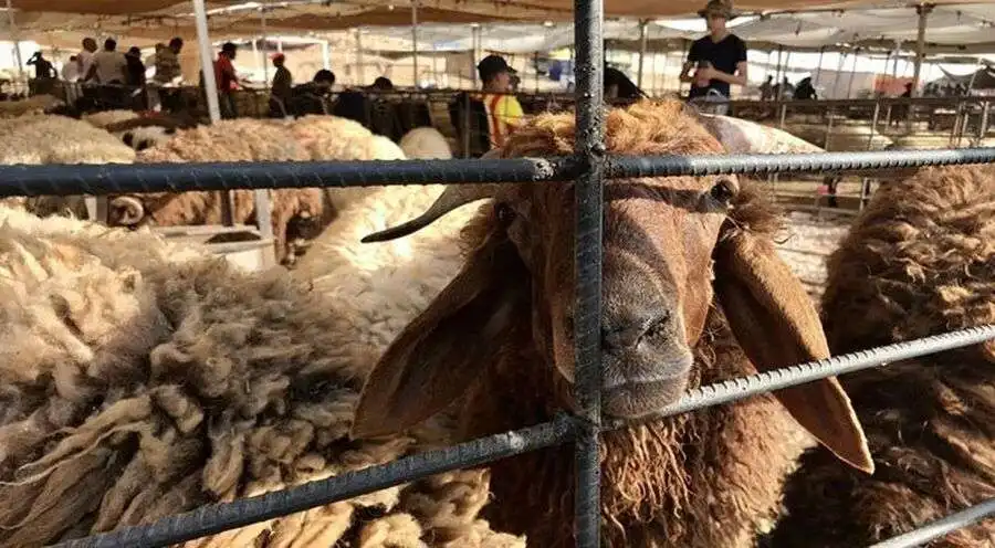 مدار الساعة,أخبار الأردن,اخبار الاردن,عيد الأضحى,مواقع التواصل الاجتماعي