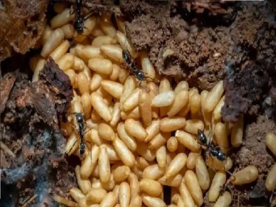 مدار الساعة,أخبار الصحة والأسرة