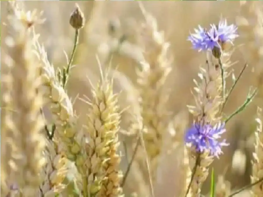 مدار الساعة,أخبار الصحة والأسرة