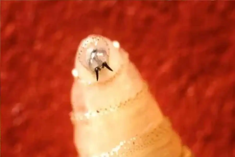 مدار الساعة,أخبار الصحة والأسرة,وزيرة الزراعة